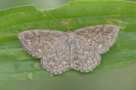 Attēlu rezultāti vaicājumam “Scopula immorata”