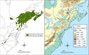 Attēlu rezultāti vaicājumam “Licea pusilla young”