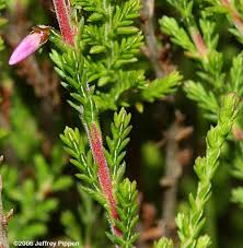 Attēlu rezultāti vaicājumam “Calluna vulgaris leaf”