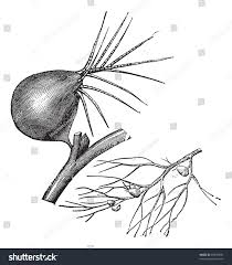 Attēlu rezultāti vaicājumam “Utricularia vulgaris leaf”