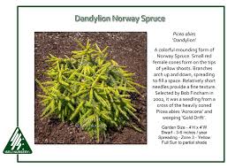 Attēlu rezultāti vaicājumam “Picea abies male flower”