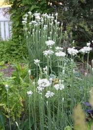 Image result for Allium tuberosum