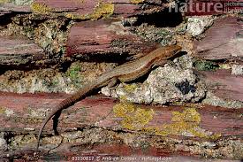 Attēlu rezultāti vaicājumam “Lacerta vivipara”