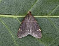 Attēlu rezultāti vaicājumam “Hypsopygia glaucinalis”