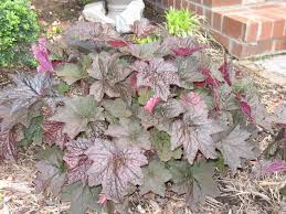 Image result for Heuchera `Palace Purple`