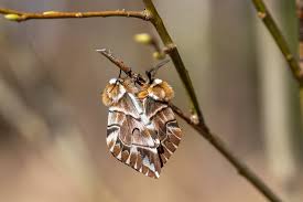 Attēlu rezultāti vaicājumam “Endromis versicolora”