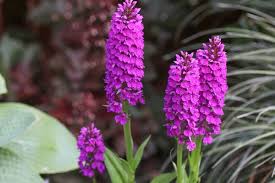 Attēlu rezultāti vaicājumam “Dactylorhiza”