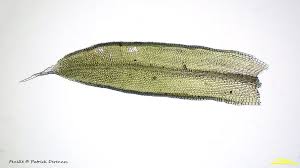 Attēlu rezultāti vaicājumam “Orthotrichum diaphanum”