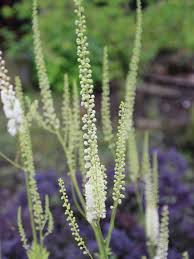 Image result for Silberkerze