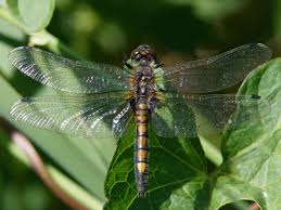 Attēlu rezultāti vaicājumam “Leucorrhinia pectoralis”