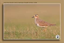 Image result for Charadrius asiaticus