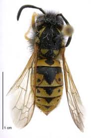 Attēlu rezultāti vaicājumam “Vespula germanica male”