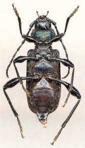 Attēlu rezultāti vaicājumam “Callidium violaceum”