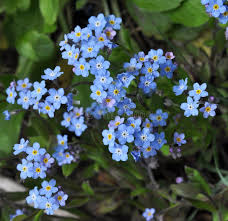 Attēlu rezultāti vaicājumam “Myosotis sparsiflora flower”