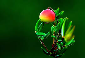 Attēlu rezultāti vaicājumam “Oxycoccus bud”