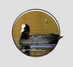 Attēlu rezultāti vaicājumam “Fulica atra”