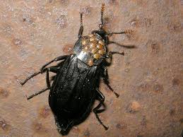 Attēlu rezultāti vaicājumam “Necrodes littoralis”