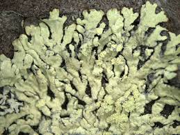 Attēlu rezultāti vaicājumam “Parmeliopsis ambigua”