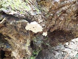 Attēlu rezultāti vaicājumam “Heterobasidion parviporum”