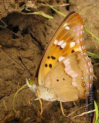 Attēlu rezultāti vaicājumam “Apatura ilia underside”