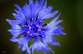 Attēlu rezultāti vaicājumam “Cyanus segetum flower”
