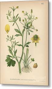 Attēlu rezultāti vaicājumam “Ranunculus sceleratus”