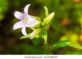 Attēlu rezultāti vaicājumam “Campanula trachelium bud”