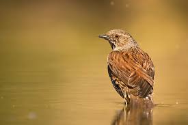 Attēlu rezultāti vaicājumam “Prunella modularis adult”