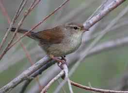 Image result for Cettia cetti