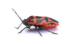 Attēlu rezultāti vaicājumam “Eurydema dominulus”