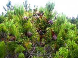 Attēlu rezultāti vaicājumam “Pinus mugo male flower”