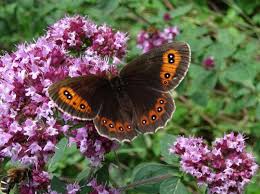 Attēlu rezultāti vaicājumam “Erebia aethiops upperside”