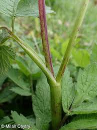 Attēlu rezultāti vaicājumam “Chaerophyllum aromaticum fruit”