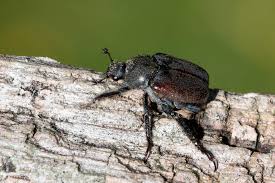 Attēlu rezultāti vaicājumam “Hoplia graminicola”