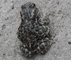 Attēlu rezultāti vaicājumam “Pseudepidalea viridis”