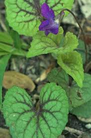 Attēlu rezultāti vaicājumam “Viola uliginosa leaf”