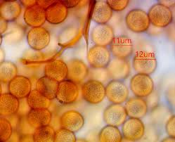 Attēlu rezultāti vaicājumam “Comatricha meandrispora macro”
