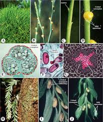 Attēlu rezultāti vaicājumam “Isoetaceae”