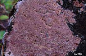 Attēlu rezultāti vaicājumam “Ceriporia purpurea”