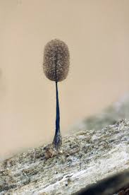 Attēlu rezultāti vaicājumam “Comatricha alta”