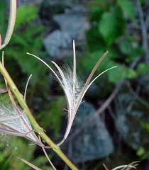 Attēlu rezultāti vaicājumam “Epilobium angustifolium fruit”