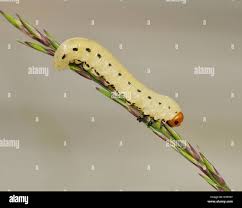 Attēlu rezultāti vaicājumam “Diprion pini female”