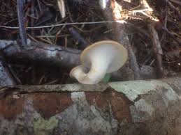 Attēlu rezultāti vaicājumam “Polyporus tubaeformis”