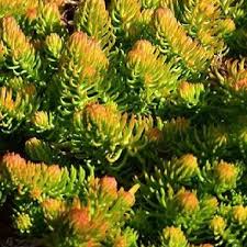 Attēlu rezultāti vaicājumam “Sedum rupestre”