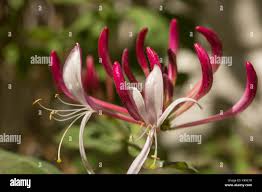 Attēlu rezultāti vaicājumam “Caprifoliaceae”