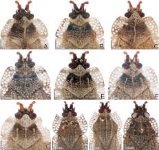 Attēlu rezultāti vaicājumam “Acalypta carinata”
