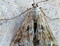 Attēlu rezultāti vaicājumam “Cataclysta lemnata”