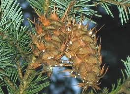 Attēlu rezultāti vaicājumam “Pseudotsuga menziesii fruit”