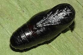 Attēlu rezultāti vaicājumam “Spiris striata”