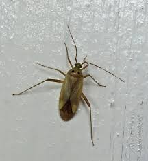 Attēlu rezultāti vaicājumam “Adelphocoris quadripunctatus”